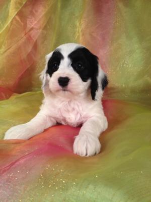 Male Black and White Cockapoo puppy looking for a new home in Iowa, Wisconsin, illinoios or Minnesota!